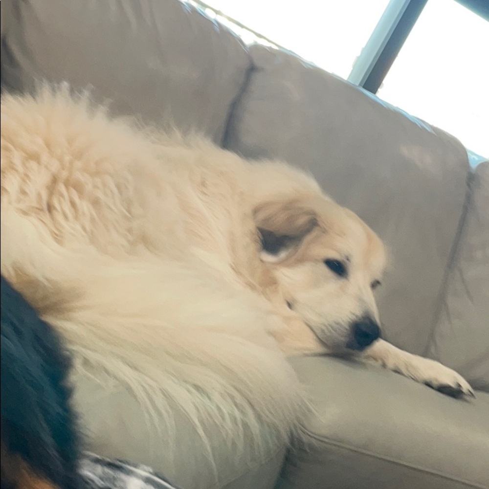 Meet your Posher, Finley